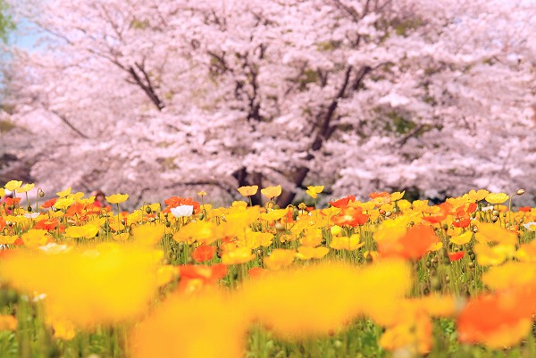 news記事の関連画像
