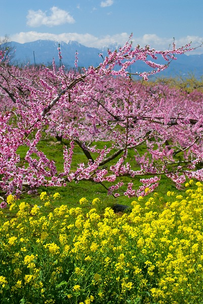 花のある風景画像